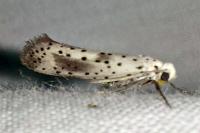 Yponomeuta irrorella