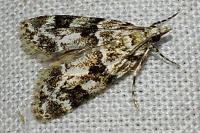 Eudonia delunella