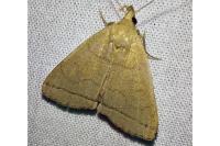 Herminia tarsipennalis