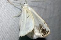 Lomographa temerata