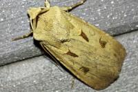 Agrotis exclamationis