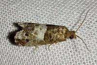 Notocelia