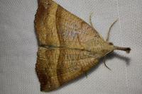 Hypena proboscidalis
