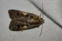 Xestia c-nigrum