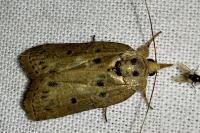 Nycteola revayana