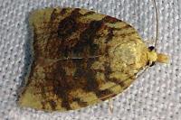 Aleimma loeflingiana