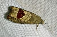 Notocelia uddmanniana