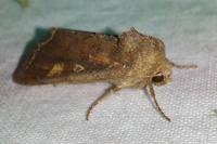 Lacanobia oleracea