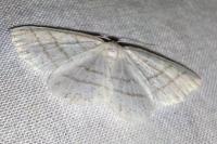 Cabera pusaria