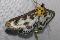 Anania hortulata