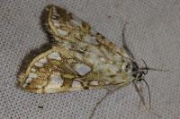 Elophila nymphaeata