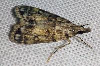Eudonia mercurella