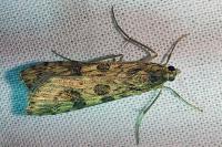 Nomophila noctuella