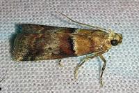 Acrobasis repandana
