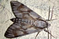 Hyloicus pinastri