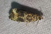 Celypha lacunana
