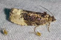 Hedya nubiferana