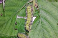 Saturnia pavonia