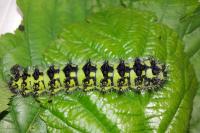 Saturnia pavonia