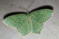 Hemithea aestivaria
