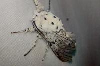 Cerura erminea