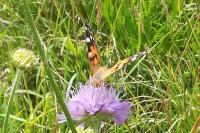 Vanessa cardui