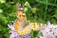 Vanessa cardui