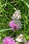 Melanargia galathea