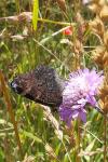 Aglais io