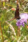 Aglais io