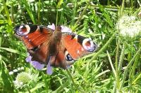 Aglais io