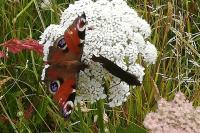 Aglais io