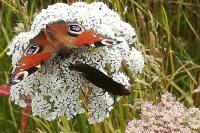 Aglais io