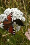 Aglais io