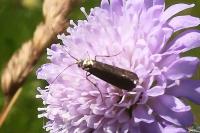 Nemophora metallica