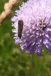 Nemophora metallica