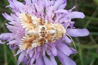 Eremobia ochroleuca