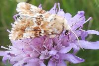 Eremobia ochroleuca