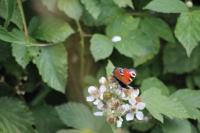 Aglais io