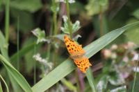 Polygonia c-album
