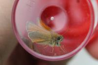Thymelicus sylvestris
