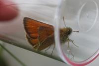 Thymelicus sylvestris