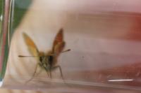 Thymelicus sylvestris