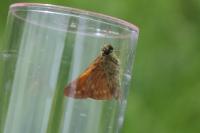 Ochlodes sylvanus