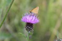 Thymelicus sylvestris