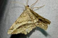 Chiasmia aestimaria