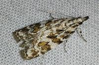Scoparia pyralella