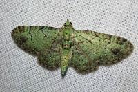 Pasiphila rectangulata