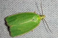 Tortrix viridana