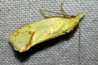 Agapeta hamana
